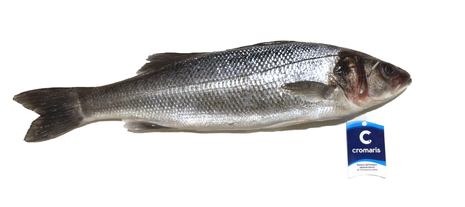 BRANZINO 400/600 CROAZIA EVISCERATO
